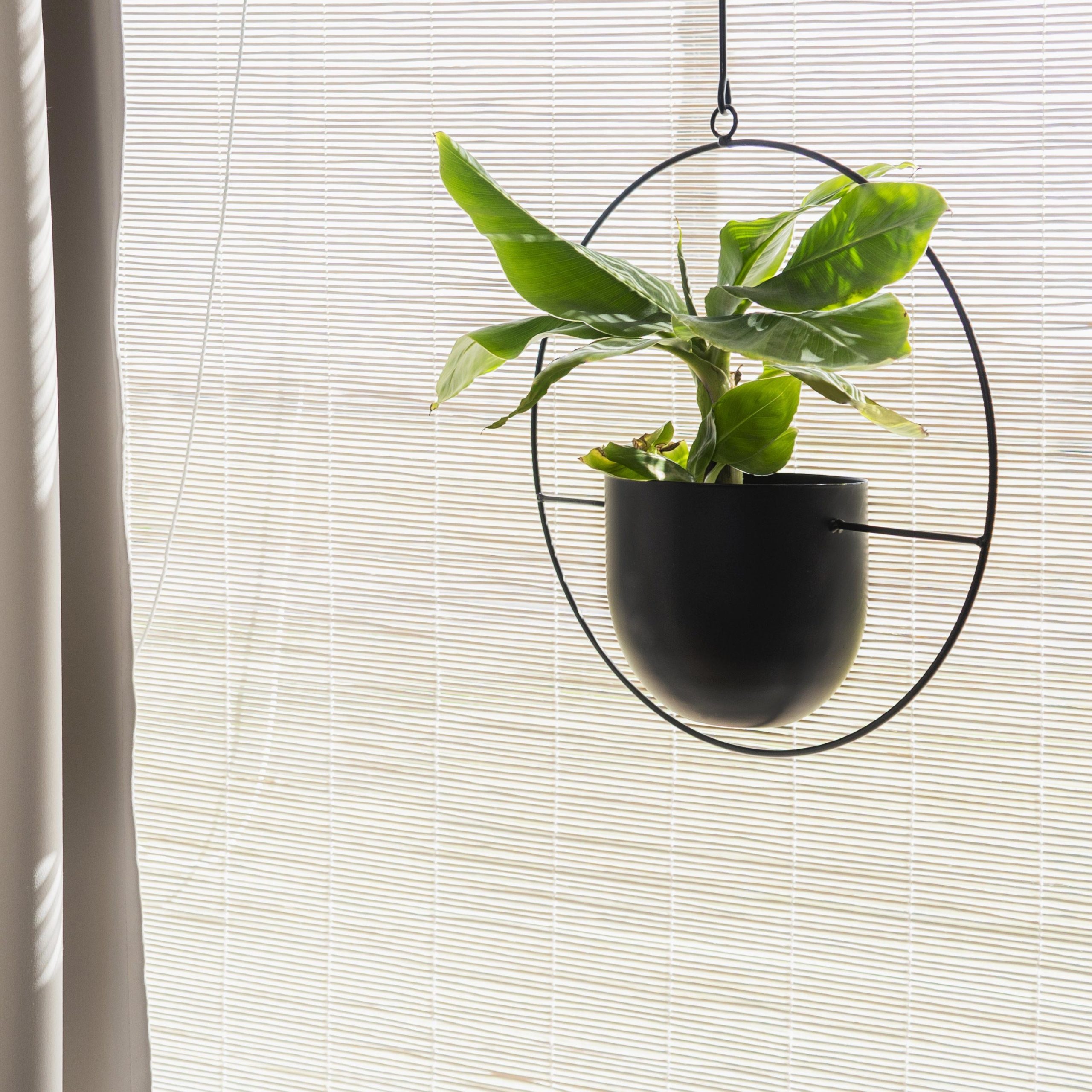 Met de juiste zorg en aandacht kan je zelfs een Dwergbanaanplant ophangen. Hier in combinatie met een mooie zwarte metalen planthanger.
